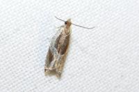 Ancylis unculana