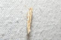 Pyroderces argyrogrammos