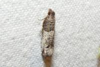 Notocelia incarnatana/mediterranea