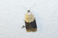 Acleris variegana