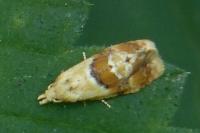 Cochylidia rupicola