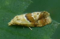 Cochylidia rupicola