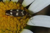 Scythris scopolella
