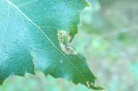 Phyllonorycter ulmifoliella