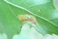 Phyllonorycter ulmifoliella
