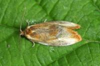 Eulia ministrana