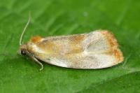 Eulia ministrana