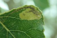 Stigmella trimaculella