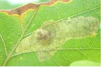 Tischeria decidua