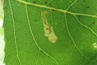 Stigmella trimaculella