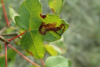 Stigmella aceris