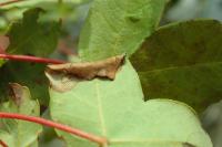 Phyllonorycter acerifoliella