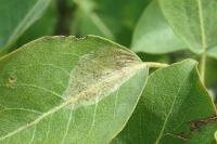 Phyllonorycter corylifoliella
