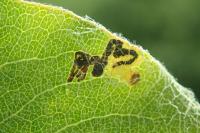 Stigmella pyri