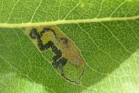 Stigmella pyri