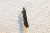 Aproaerema anthyllidella