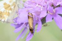 Nemophora metallica