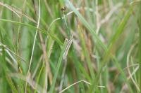 Pleurota aristella
