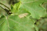 Phyllonorycter acerifoliella