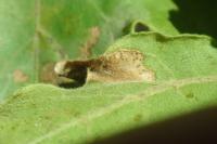 Phyllonorycter acerifoliella