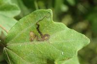 Stigmella aceris