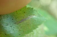 Phyllonorycter spinicolella