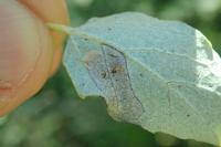 Phyllonorycter comparella
