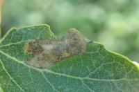 Phyllonorycter comparella