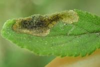 Stigmella plagicolella