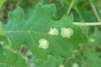 Tischeria ekebladella