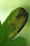 Stigmella regiella