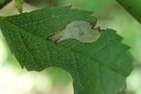 Coptotriche angusticollella