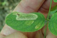 Macrosaccus robiniella