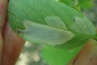 Macrosaccus robiniella