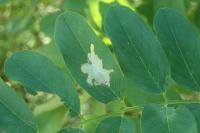 Parectopa robiniella