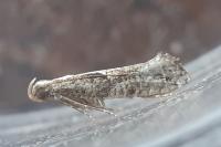 Acrolepiopsis vesperella