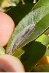 Phyllonorycter leucographella