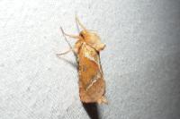Triodia sylvina