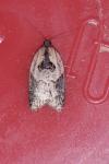 Acleris variegana