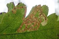Stigmella oxyacanthella