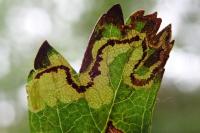 Stigmella regiella