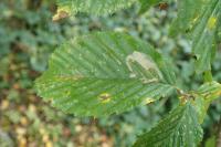Phyllonorycter esperella