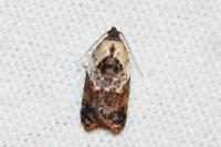 Acleris variegana