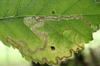 Stigmella lemniscella
