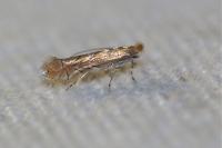 Phyllonorycter messaniella