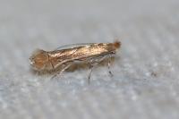 Phyllonorycter messaniella
