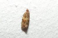 Celypha cespitana