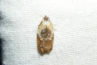 Acleris variegana