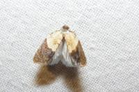 Acleris variegana