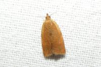 Clepsis consimilana